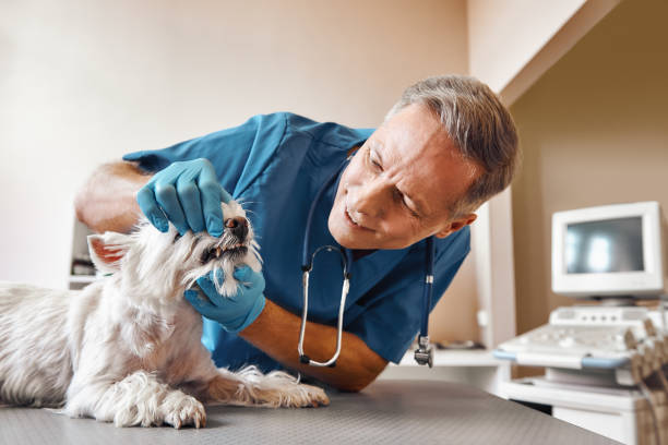 Best Mobile Emergency Dentist in Cullman, AL